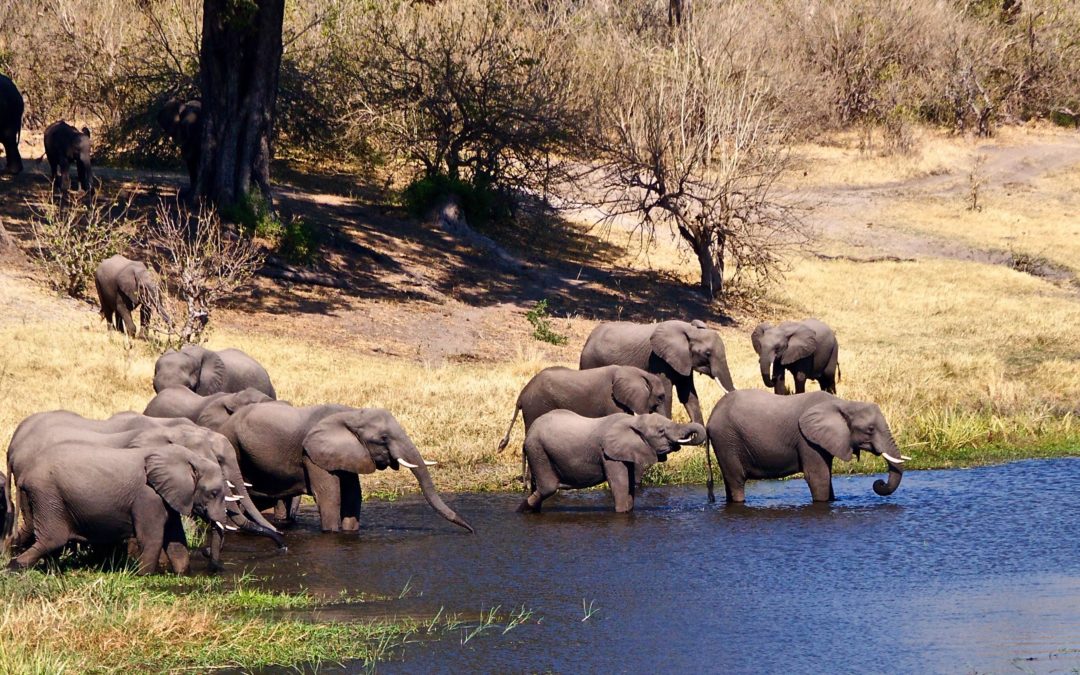 Female elephant herd in Botswana