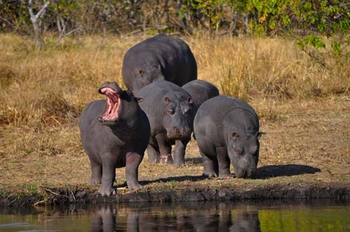 Hippos along the Zambezi River, Zimbabwe, Africa