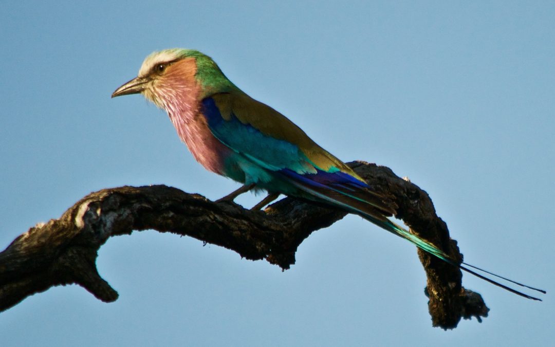 Lilac Breasted Roller, Botswana