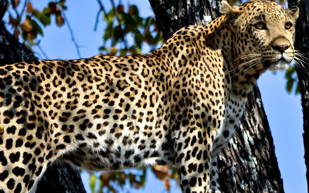 Male leopard are excellent climbers.