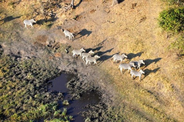 View from our helicopter. Zebras are plentiful in Botswana