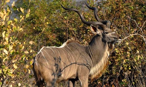 Kudu – Mana Pools, Zimbabwe Africa