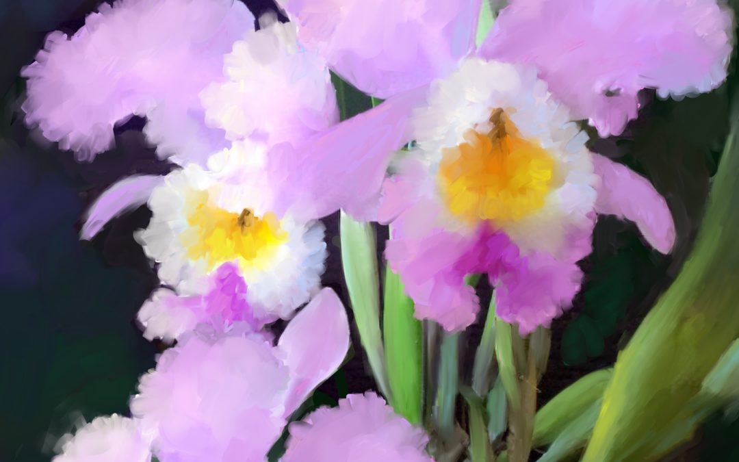 Cattelya Orchid