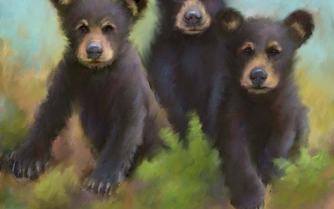 Smokey Mountain Black Bears