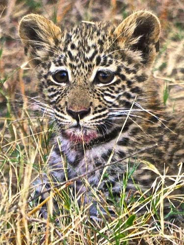 Baby leopard cub