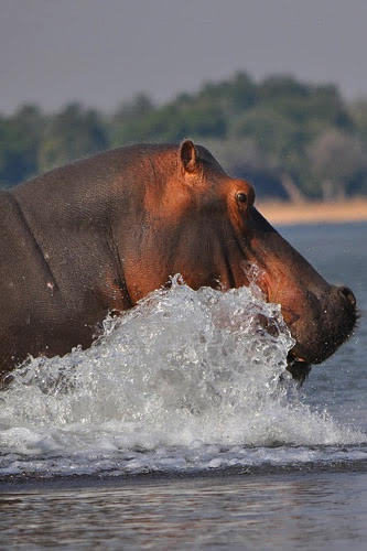 Male Hippo
