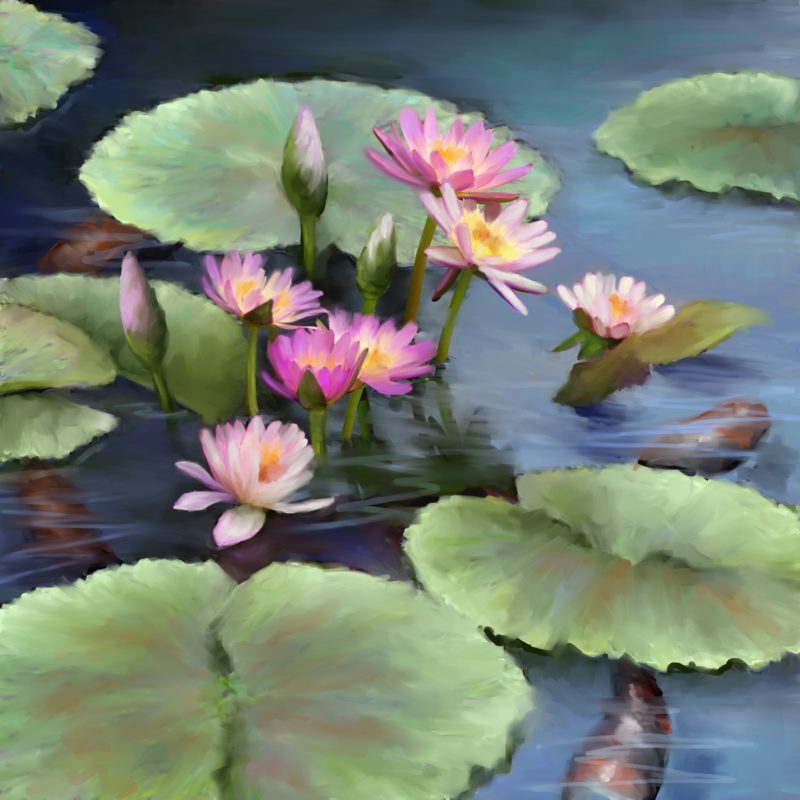 Lotus and Lily Pads